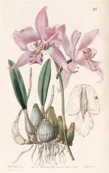Laelia furfuracea